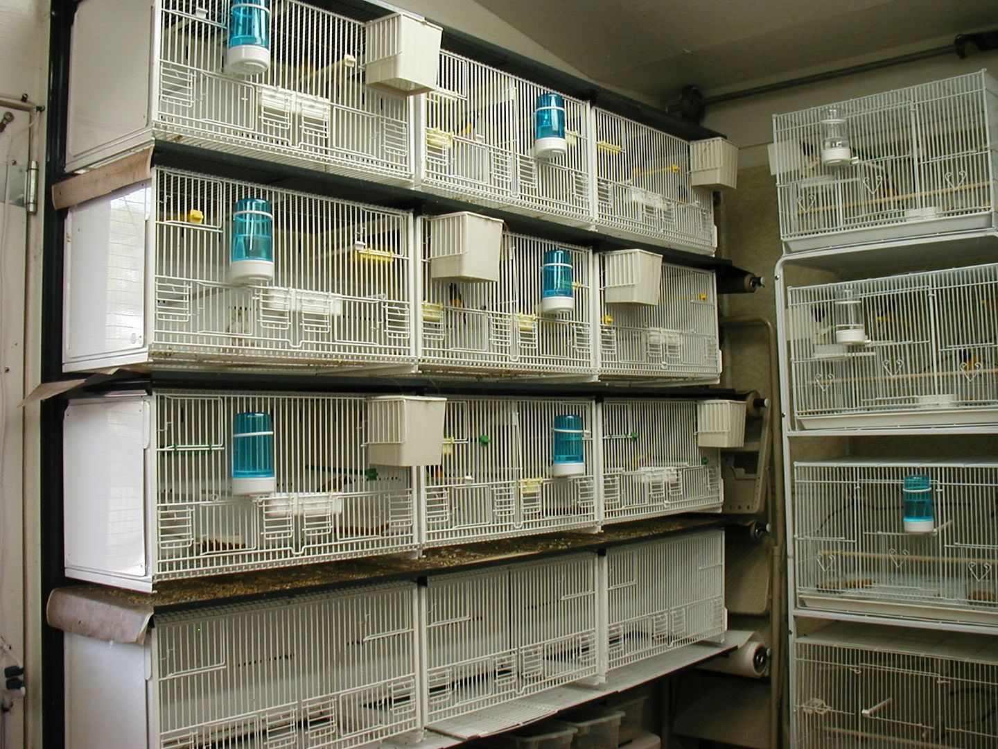 Requirement for a canary cage Canary Birds